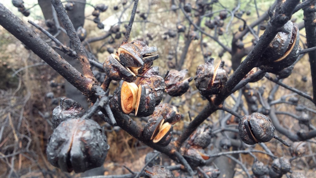 Foto 3: frutos de Hakea sericea abriéndose tras el fuego, y permitiendo así la liberación de las semillas que continuarán la expansión de la invasora. Nótese la forma “en ala” de la semilla, perceptible en la marca que queda en el interior de la cápsula abierta.